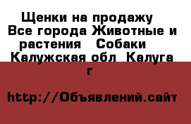 Щенки на продажу - Все города Животные и растения » Собаки   . Калужская обл.,Калуга г.